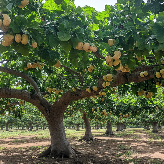 Cashewbaum